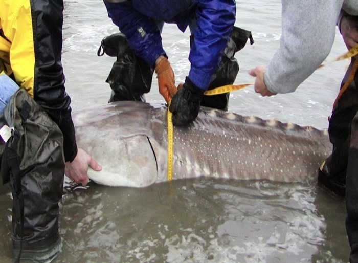 A white sturgeon so large three people are required to measure its circumference. 