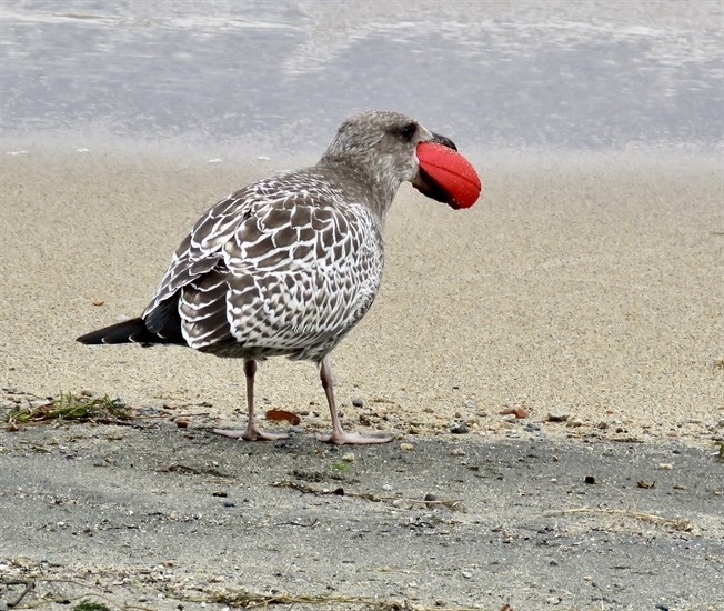 A ring-billed gull was photographed playing on a South Okanagan beach with a red 