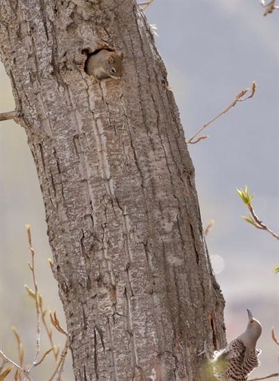 A squirrel and Northern Flicker were spotted interacting on a tree in Kamloops. 