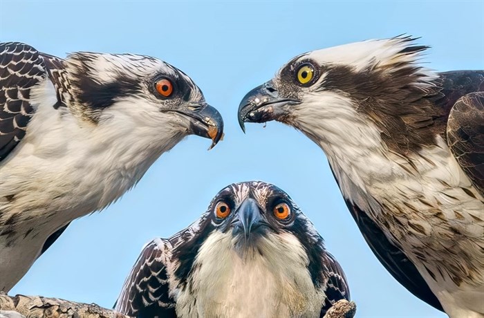 These juvenile ospreys were photographed in the Shuswap: 