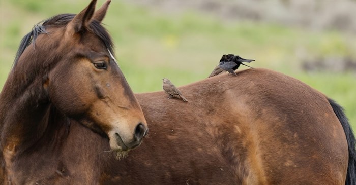 A wild horse in Kamloops appears to look at the hitch hikers on its back. 