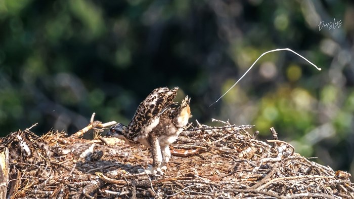 A juvenile osprey in Kelowna has a special talent.  