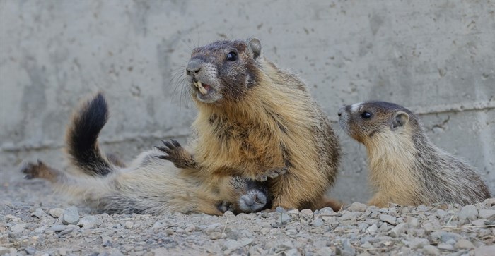 A mother marmot in Kamloops appears to pin down her baby. 