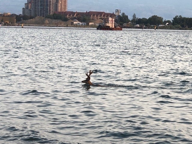 A paddleboarder in Kelowna snapped this photo of a deer swimming in Okanagan Lake. 