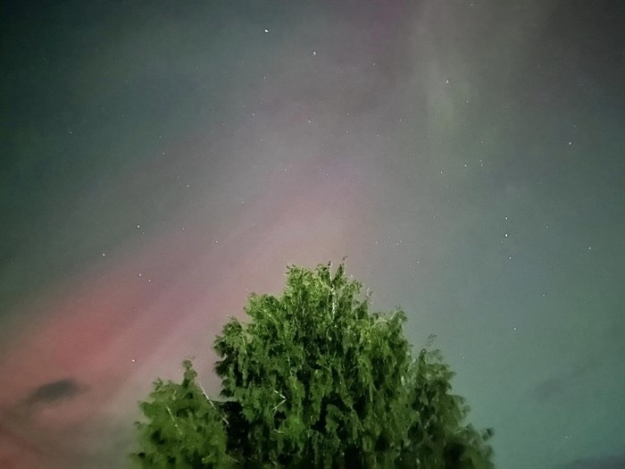 The aurora borealis glows behind a tree near Kamloops. 