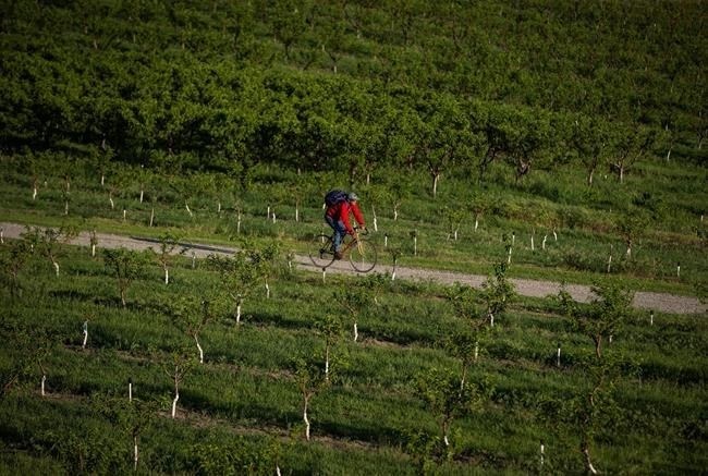 A group that had provided storage and packing services for British Columbia fruit growers has filed for creditor protection after receiving a bank repayment notice. A man rides a bicycle on a road at an orchard at sunset in Osoyoos, B.C., on Sunday May 13, 2018. 