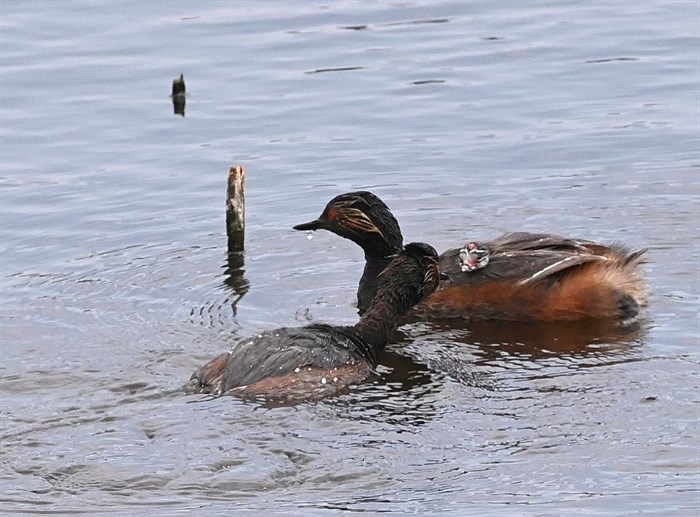 A couple of eared grebes care for a young chick on a pond in the Cariboo. 