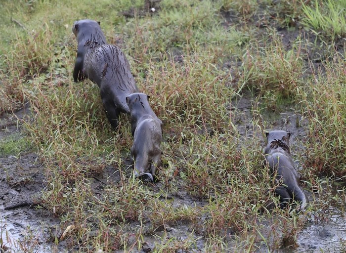 A mother and two baby river otters were spotted in Kamloops. 