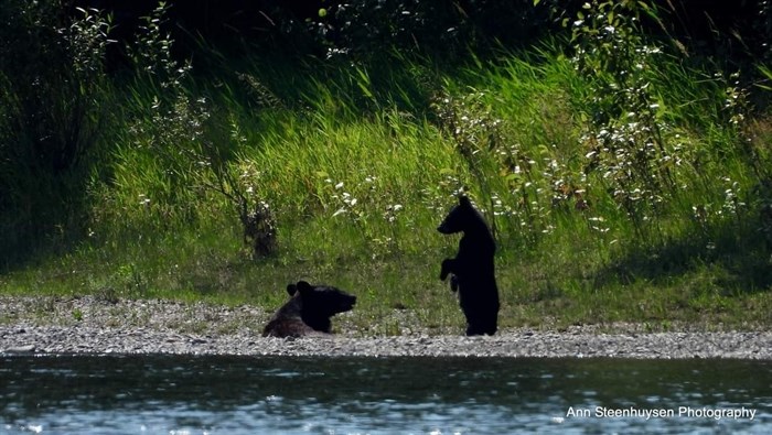 A mother bear in Chase interacts with her cub. 