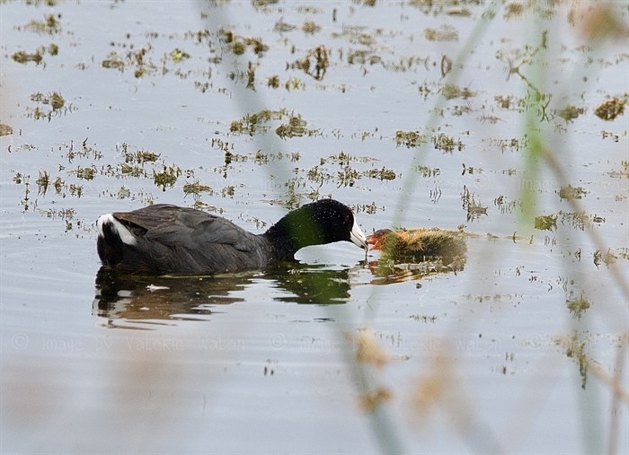 An American coot feeds her chick on a lake outside Kamloops. 