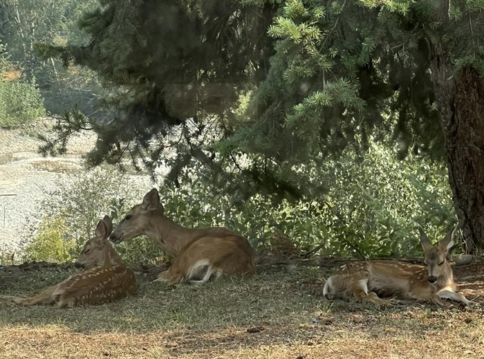 A mother deer rests in the with her pair of spotted fawns in Kamloops. 