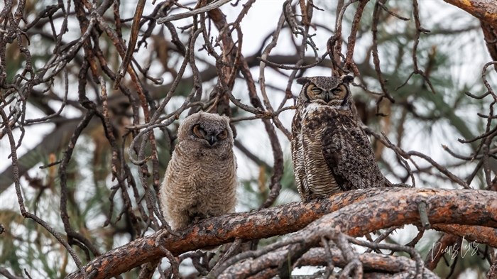 A mother and baby owl in West Kelowna get some shut eye, side by side. 