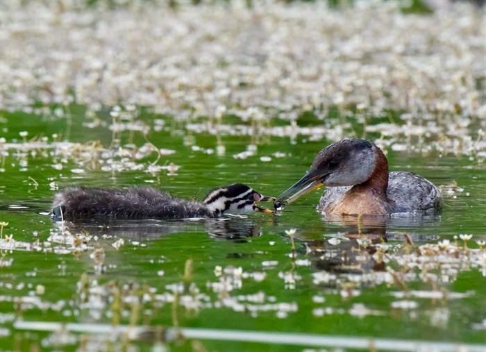 Red-necked grebe gives baby a tasty spider on Paul Lake. 