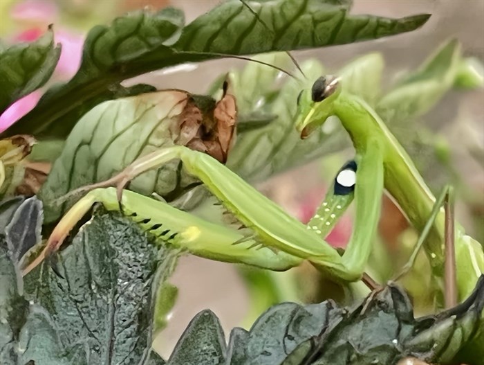 A praying mantis perches on a plant in Vernon. 