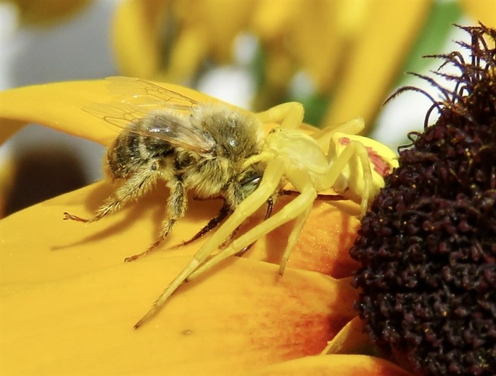 A golden crab spider in the South Okanagan preys on a bee. 