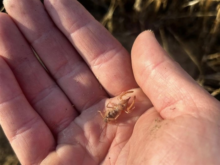 This camel spider was found in Oliver. 