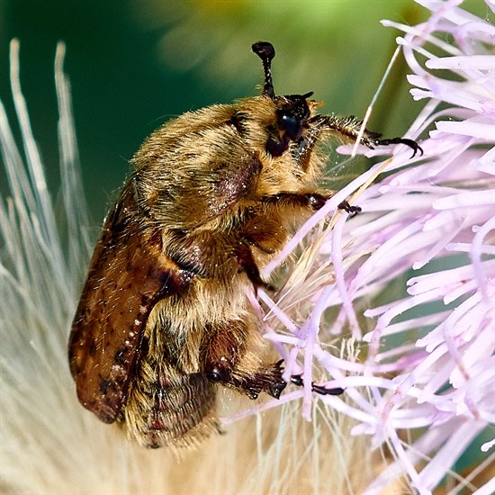 This insect found in Osoyoos is called a bumble flower beetle. 