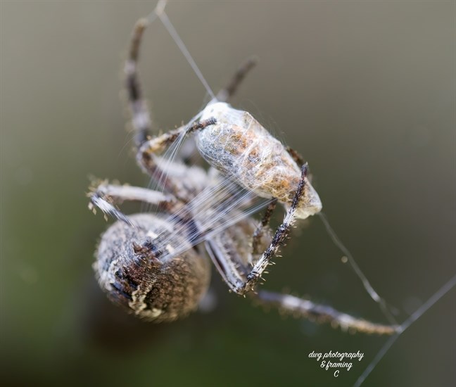 An orb spider near Kamloops wraps up a tasty butterfly. 