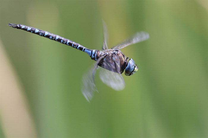 The minute details of a dragon fly in Kamloops are captured in this photo. 