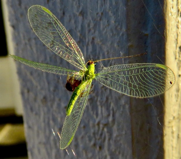 A lacewing in the South Okanagan loses a battle against a spider. 