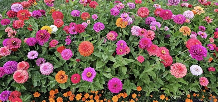 A patch of zinnias blooms brightly in Kamloops. 