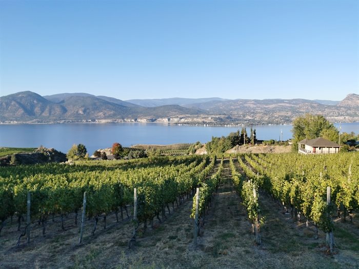 Vineyard overlooking Okanagan Lake