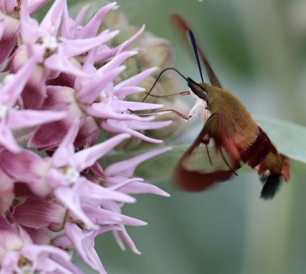 A hummingbird moth lands on milkweed in Kamloops. 