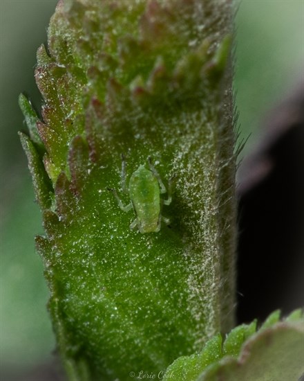 An aphid seen up close is perfectly blended into the plant it sits on near Kamloops. 