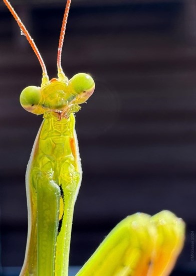 A praying mantis in Kamloops with light behind it looks almost transparent.