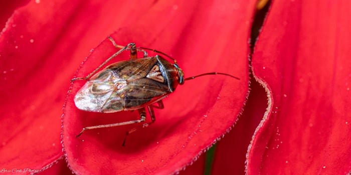 A beetle on a flower in the Kamloops area has a unique colour and shine on its back. 