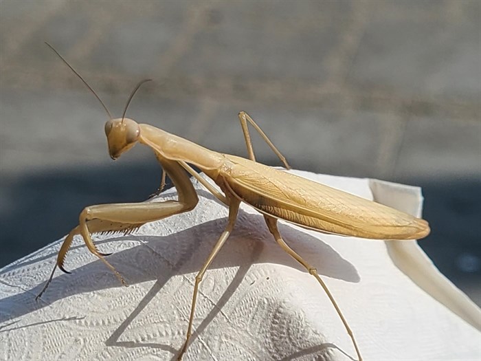 This praying mantis was spotted on the grounds of Jubilee Hospital in Vernon. 