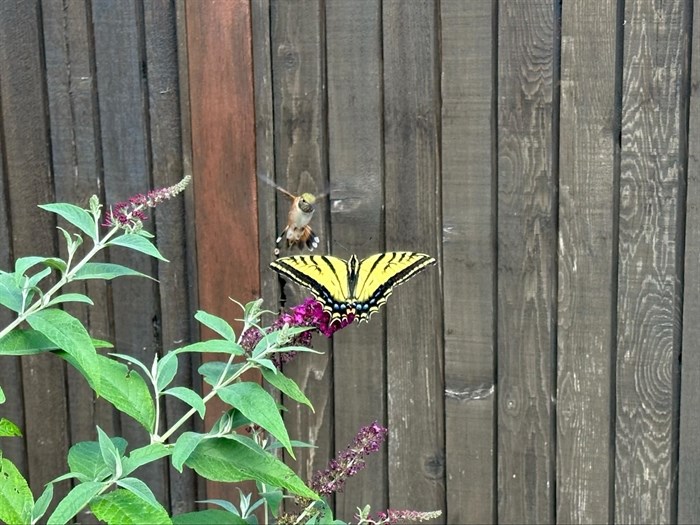 A hummingbird and butterfly appear to interact over a tasty flower in a Penticton garden. 