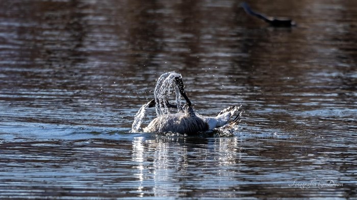 A silly goose flops on its back in Okanagan Lake in West Kelowna. 