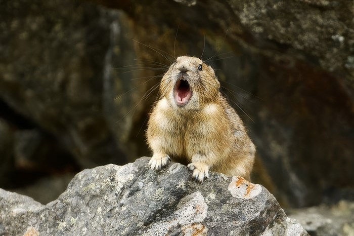 A pika 