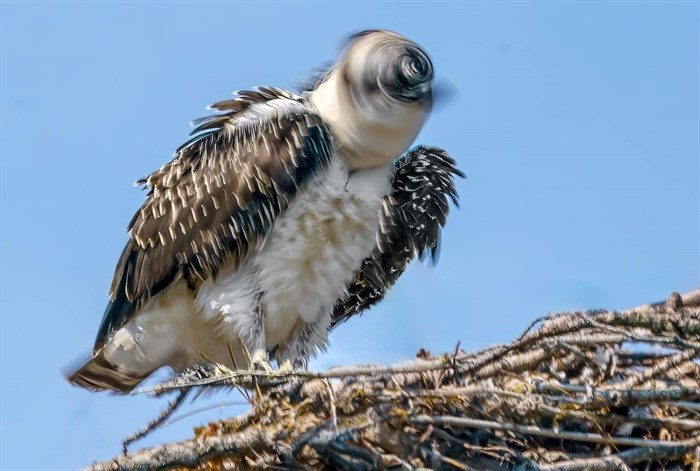 Shuswap photographer Ian McAlpine slowed his shutter speed for this unique photo of an osprey shaking its head. 