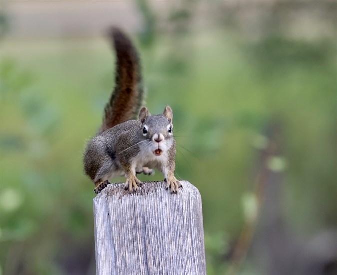 This squirrel with its mouth full looks surprised. 