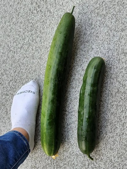 A gardener in Kamloops found a super long cucumber in her garden. 