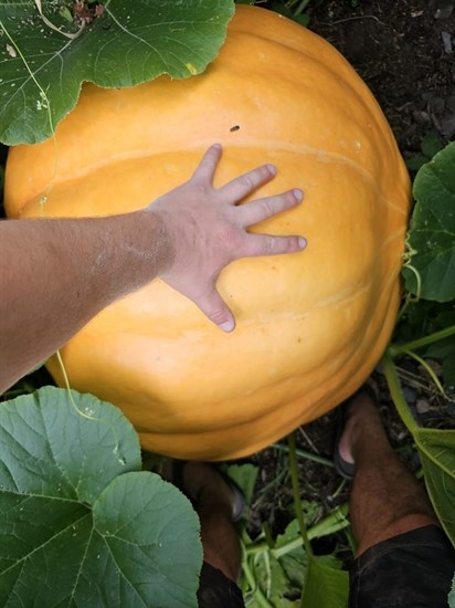 This giant pumpkin in a Kelowna garden isn't done growing yet. 