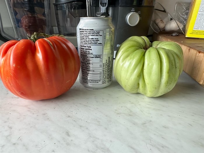 The tomato on the right was grown in a Kamloops garden and weighs 1.3 pounds. 