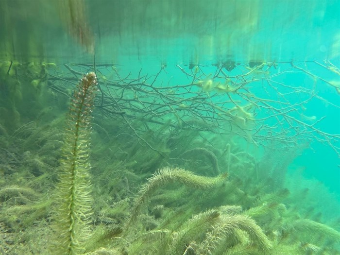 Blues and greens are seen underwater in Kelly Lake, Clinton. 