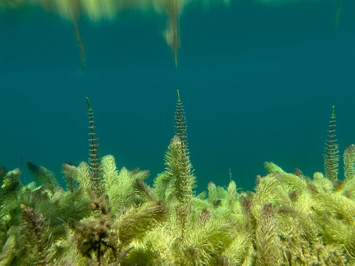 Seaweed is seen at the bottom of Kelly Lake in the Thompson Nicola. 