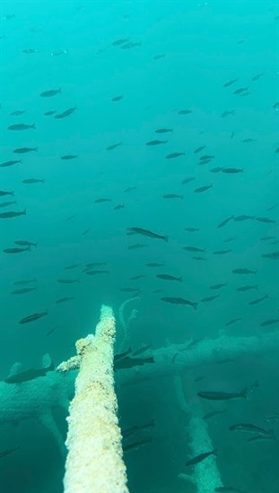 Fish swim in Kelly Lake in the Thompson Nicola region. 