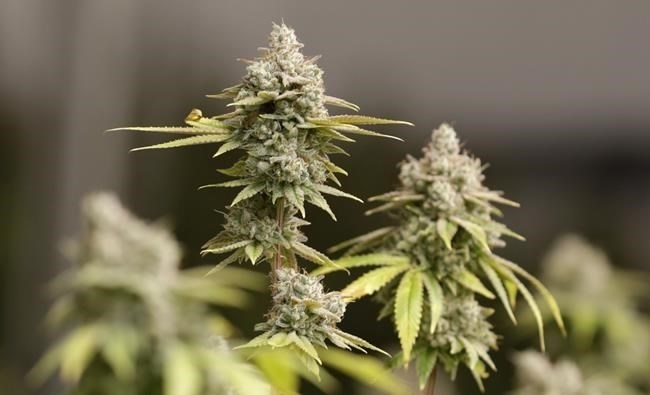 FILE - Marijuana buds ready for harvest are seen at AT-CPC of Ohio, Jan. 28, 2019, in Akron, Ohio. 