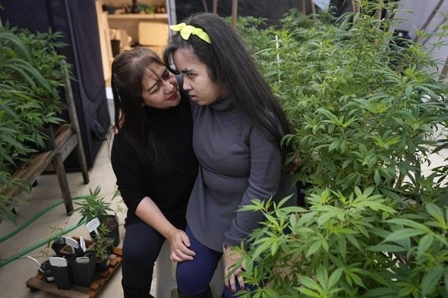 Maria Aparecida Carvalho sits with her daughter Clárian in their backyard next to the marijuana plants Carvalho cultivates for medicinal purposes, in Sao Paulo, Wednesday, July 10, 2024. Clárian was diagnosed at age 10 with Dravet Syndrome, a severe form of epilepsy that can cause cardiorespiratory arrests and lead to sudden death. 