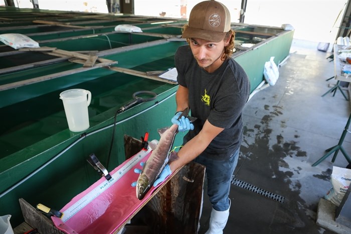 ONA fisheries biologist Patrick Zubick holds an adult sockeye salmon, after fitting it with an acoustic monitoring tag at the hatchery in Penticton on Aug. 29, 2024. 