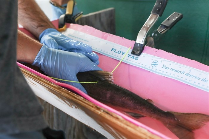 A sockeye salmon is fitted with a green acoustic-monitoring cord, known as a ‘spaghetti’ tag.