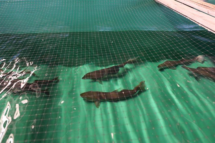 Adult sockeye salmon swim in a tank at the hatchery in Penticton before being acoustically tagged on Aug. 29, 2024.