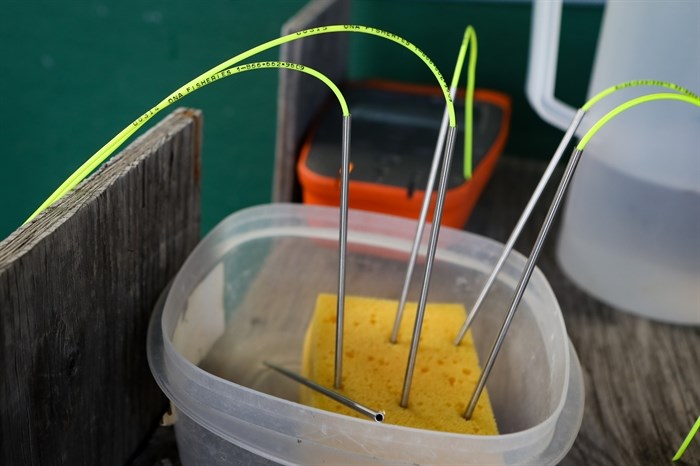 Researchers attached thin green cords — known as “spaghetti” tags — to the salmon before releasing them into the wild.