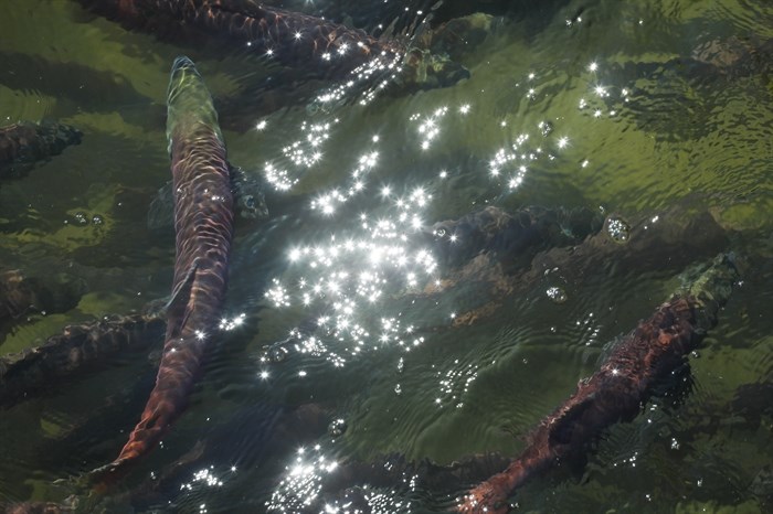 Adult sockeye salmon swim near the dam at Okanagan Falls Provincial Park on Aug. 29, 2024.