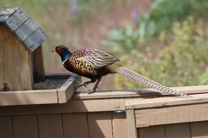 This male ring-necked pheasant is eating from a feeder in Vernon. 